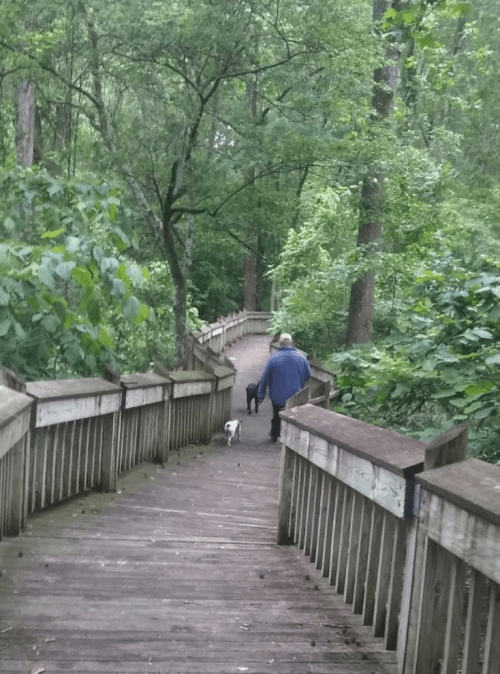 A person walks two dogs along a wooden path through a lush, green forest.