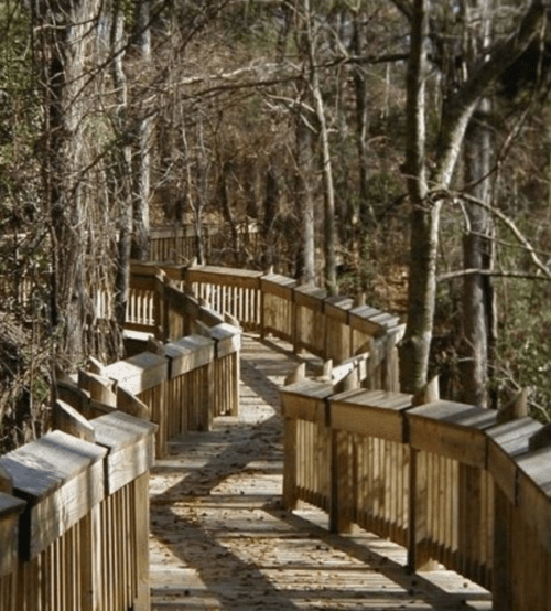 A winding wooden boardwalk through a serene forest with bare trees and a peaceful atmosphere.