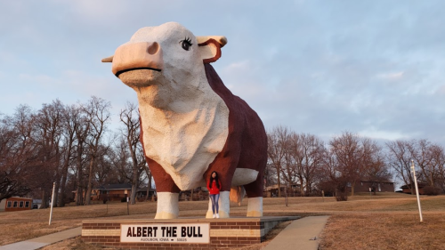 A person stands next to a large statue of a cow named Albert the Bull in a grassy area.