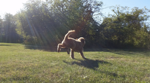 A dog joyfully runs through a grassy field, with sunlight streaming through the trees in the background.