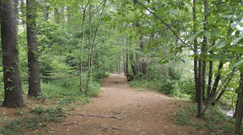 A serene forest path lined with trees and greenery, leading into a peaceful natural setting.
