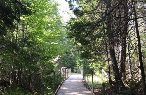 A wooden path leads through a lush green forest, surrounded by tall trees and dappled sunlight.