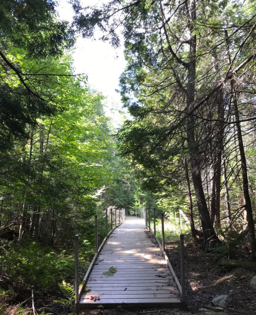 A wooden walkway leads through a lush green forest, surrounded by tall trees and dappled sunlight.