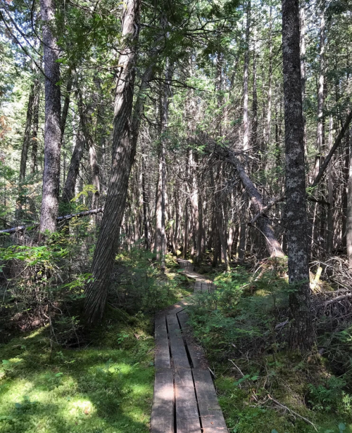 A wooden boardwalk winding through a dense, green forest with tall trees and lush undergrowth.
