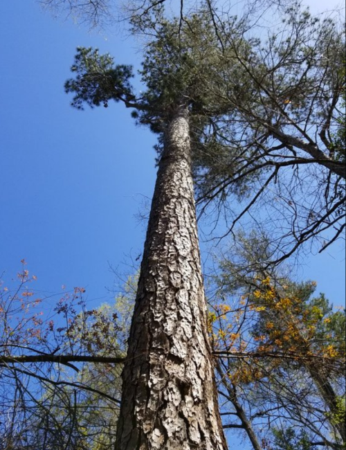 A tall tree stretches upward against a clear blue sky, surrounded by branches and autumn foliage.