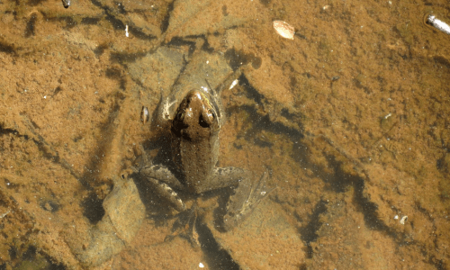 A frog sits on the muddy bottom of a shallow body of water, partially submerged and surrounded by sediment.