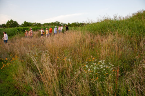 A group of people walking through tall grass and wildflowers on a hillside during sunset.