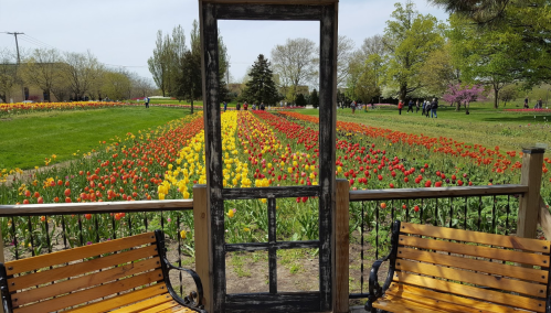 A view through a wooden frame showcasing a vibrant tulip field with benches in the foreground.