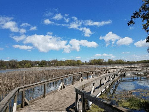 A wooden boardwalk winds through a wetland under a bright blue sky with fluffy clouds. Lush greenery in the background.