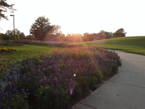 A vibrant flower garden with purple and red blooms, bathed in warm sunlight, alongside a paved walkway.