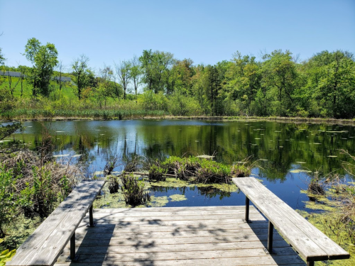 A serene pond surrounded by lush greenery, with a wooden dock extending over the calm water under a clear blue sky.