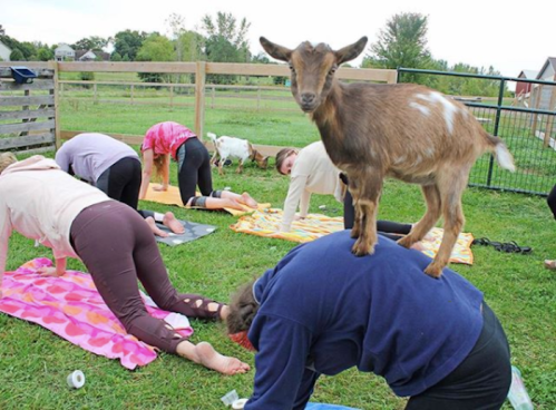A goat stands on a person's back during a yoga class in a grassy outdoor setting with others practicing nearby.