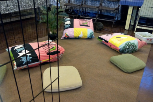Cozy pet area with colorful cushions, a small plant, and a soft floor mat, enclosed by a black wire fence.