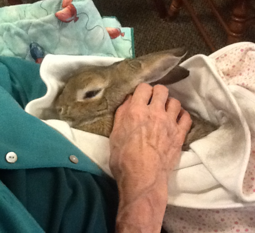 A person gently cradles a small rabbit wrapped in a soft cloth, with a hand petting its head.