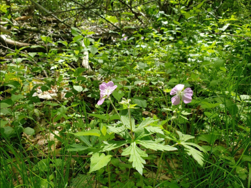 Two delicate pink flowers bloom among lush green foliage in a forest setting.
