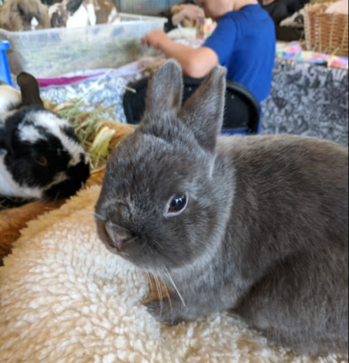 A gray rabbit sits on a soft surface, with a person in a blue shirt and other rabbits in the background.