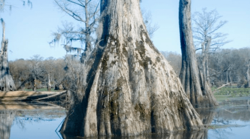 A close-up of a cypress tree trunk rising from calm water, surrounded by a serene swamp landscape.