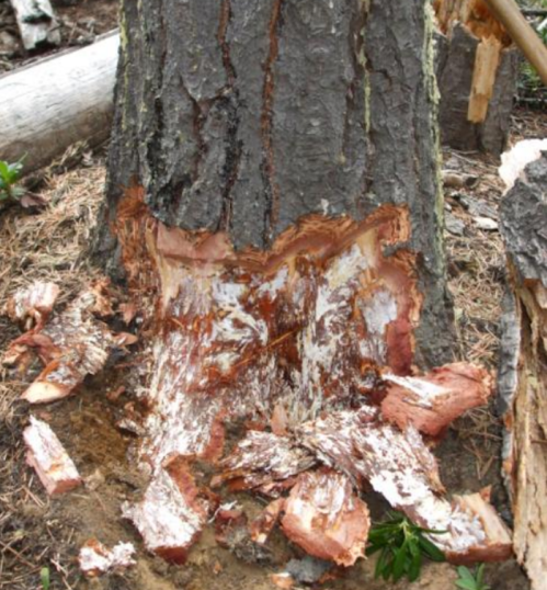 A tree trunk with significant bark damage and exposed wood, surrounded by wood chips on the ground.