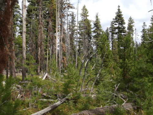 A dense forest scene with tall trees, some dead or fallen, and a mix of green foliage under a cloudy sky.