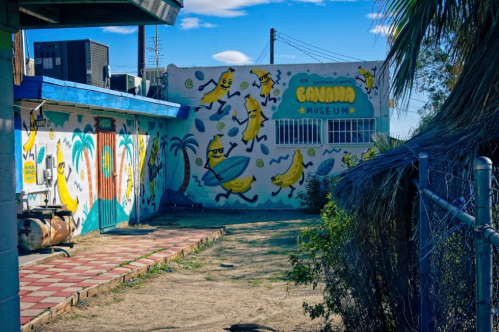 Colorful mural of bananas on the exterior wall of the Banana Museum, surrounded by a grassy area and palm trees.