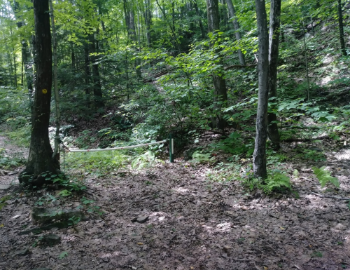 A serene forest scene with trees, green foliage, and a path covered in fallen leaves.
