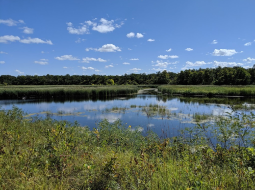 A serene pond surrounded by lush greenery and blue skies with scattered clouds. Reflections shimmer on the water's surface.