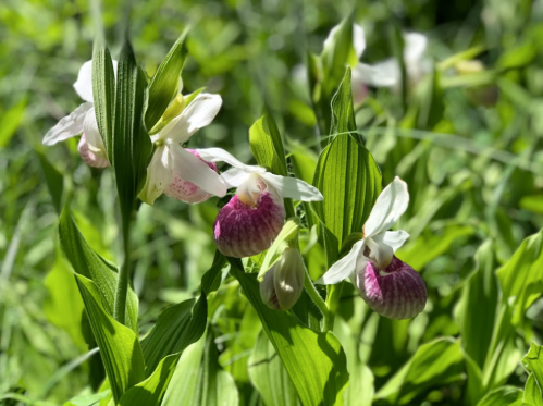 A cluster of pink and white orchids surrounded by lush green leaves in bright sunlight.