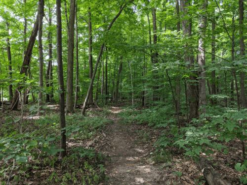 A serene forest path surrounded by lush green trees and underbrush, inviting exploration.