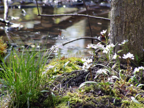 A serene scene of white flowers and green grass by a gently flowing stream, with sunlight reflecting on the water.