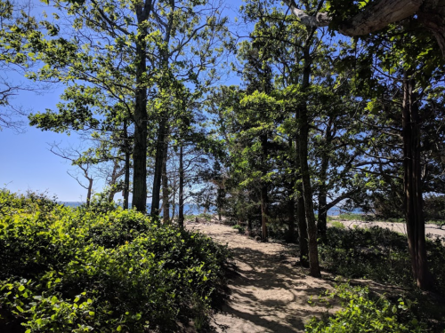 A sunny path through lush greenery and trees, leading towards a distant view of the ocean.