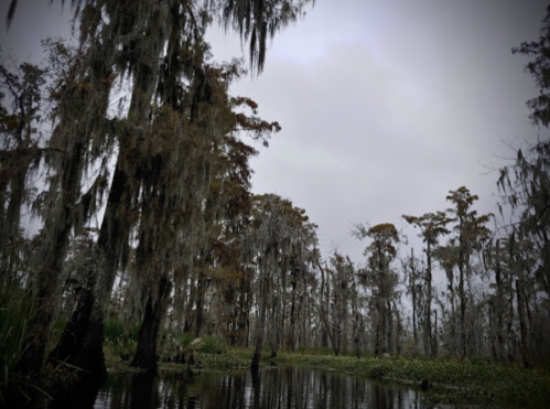 A misty swamp scene with tall trees draped in Spanish moss, reflecting in the still water below.