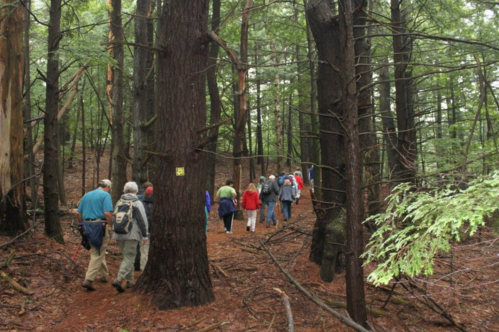 A group of hikers walking along a forest trail surrounded by tall trees and a lush green landscape.
