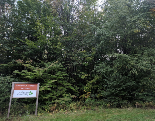 Sign for Sheldrick Forest Preserve surrounded by dense green trees and foliage.