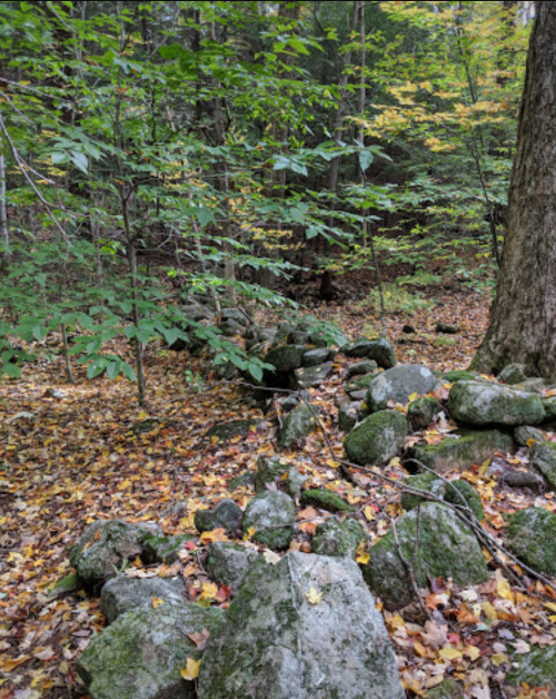 A forest scene with scattered rocks, fallen leaves, and trees displaying autumn colors.