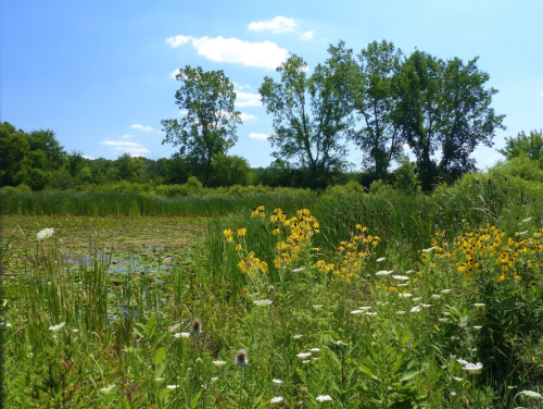 A serene landscape featuring a pond surrounded by lush greenery and vibrant wildflowers under a clear blue sky.