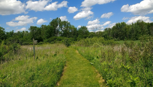 A grassy path winds through a lush green field under a bright blue sky with fluffy white clouds.