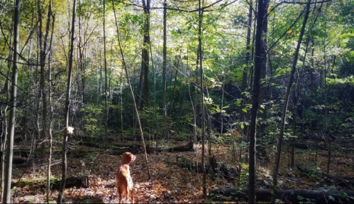 A dog stands in a sunlit forest, surrounded by trees and fallen leaves, looking into the distance.