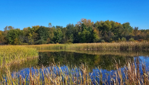 A serene wetland scene with tall grasses and trees reflecting in calm water under a clear blue sky.