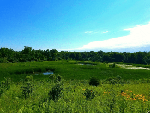 Lush green landscape with ponds, tall grasses, and wildflowers under a bright blue sky.