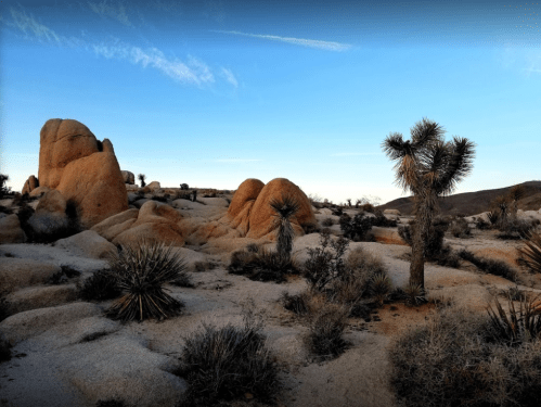 A desert landscape featuring rocky formations, Joshua trees, and a clear blue sky at dusk.