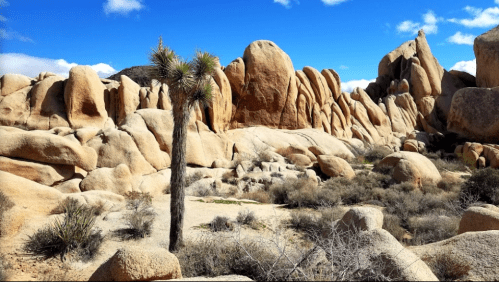 A desert landscape featuring large rock formations, sparse vegetation, and a clear blue sky.