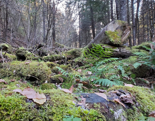 A serene forest scene with moss-covered logs, ferns, and fallen leaves amidst tall trees and dappled sunlight.