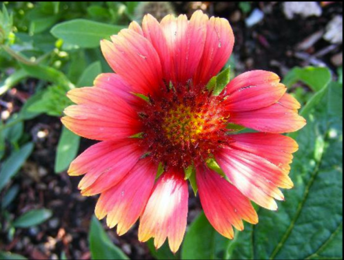 A vibrant pink and orange flower with a yellow center, surrounded by green leaves.