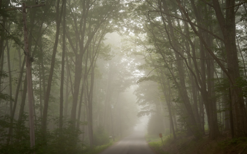 A misty forest road lined with tall trees, creating a serene and mysterious atmosphere.