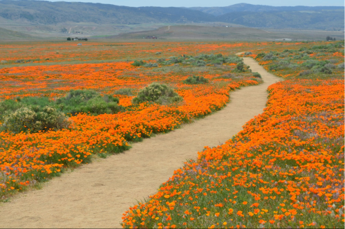 A winding dirt path through a vibrant field of orange and purple wildflowers under a clear blue sky.