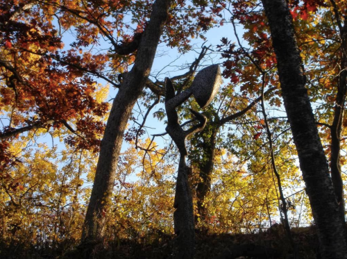 A silhouette of a tree with colorful autumn leaves against a bright sky, creating a serene forest scene.