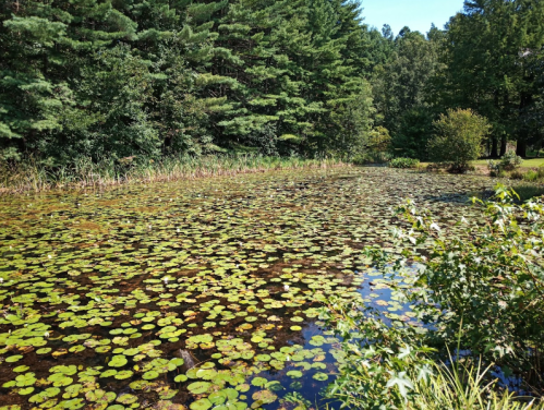 A serene pond covered with lily pads, surrounded by lush green trees and vegetation under a clear blue sky.