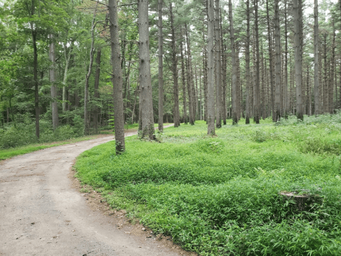 A winding dirt path through a lush green forest with tall trees and underbrush.