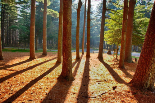 Sunlight filters through tall trees, casting long shadows on a forest floor covered in pine needles.