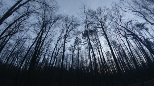Silhouetted trees against a twilight sky, with a hint of moonlight peeking through the branches.